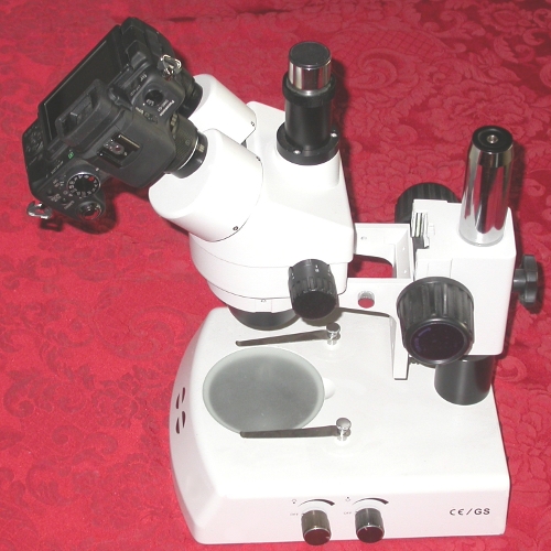 Micro 4/3 RACCORDO diretto 30 mm per FOTO MICROSCOPIO microscope